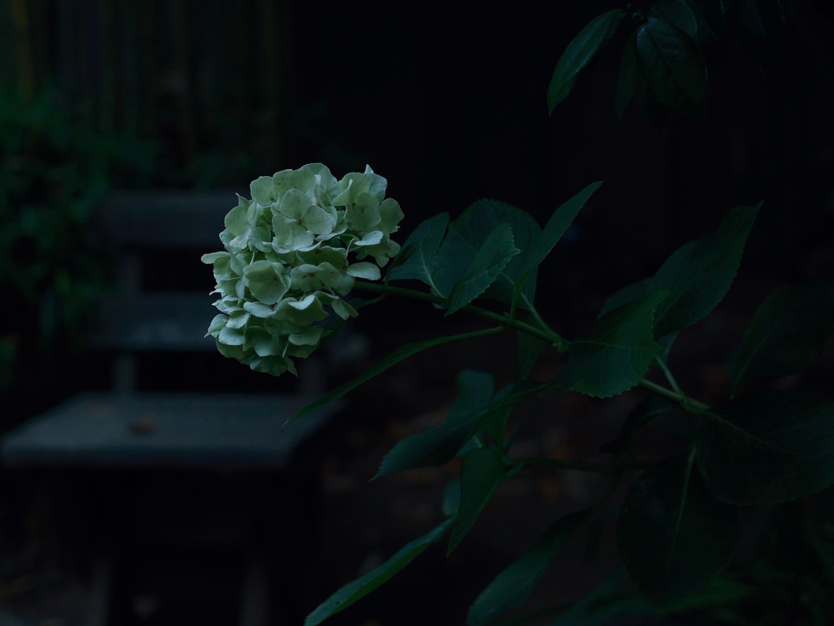 紫陽花とレッドウッドの森の朝